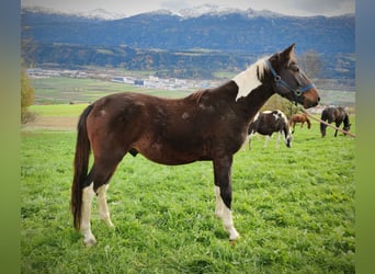 Pintos, Étalon, 3 Ans, 155 cm, Pinto