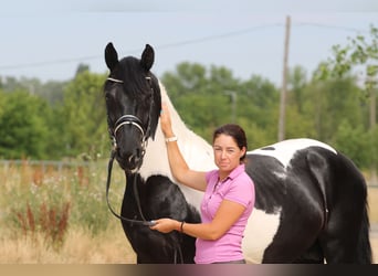 Pintos Croisé, Étalon, 3 Ans, 162 cm, Pinto