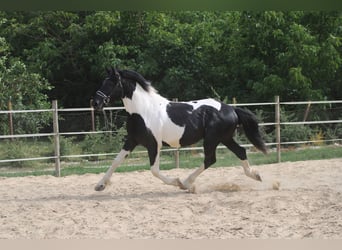 Pintos Croisé, Étalon, 3 Ans, 162 cm, Pinto