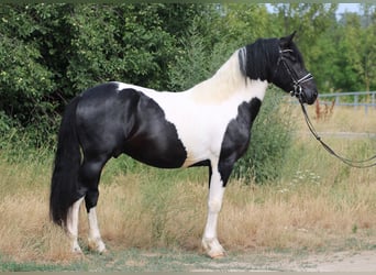 Pintos Croisé, Étalon, 3 Ans, 162 cm, Pinto
