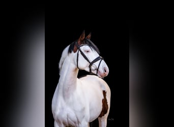 Pintos, Étalon, 5 Ans, 158 cm, Pinto