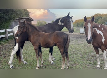 Pintos, Étalon, Poulain (06/2025), 160 cm, Bai brun
