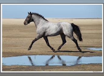 Pintos, Étalon, 10 Ans, 128 cm, Rouan Bleu