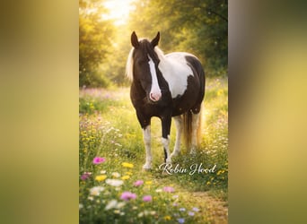 Pintos, Gelding, 10 years, 14.3 hh, Pinto