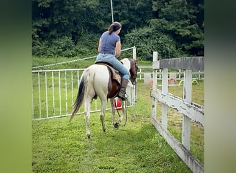 Pintos, Wallach, 10 Jahre, 15 hh, Schecke