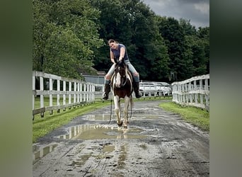 Pintos, Wallach, 10 Jahre, 15 hh, Schecke