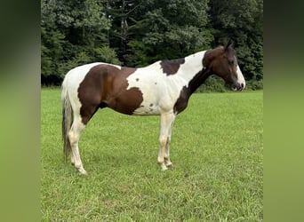 Pintos, Wallach, 10 Jahre, 15 hh, Schecke