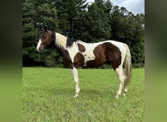 Pintos, Wallach, 10 Jahre, 15 hh, Schecke