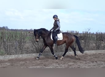Pintos, Gelding, 10 years, 15,1 hh, Dun