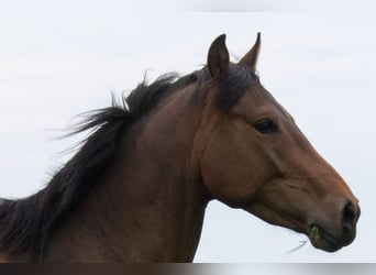 Pintos, Gelding, 10 years, 15,1 hh, Dun