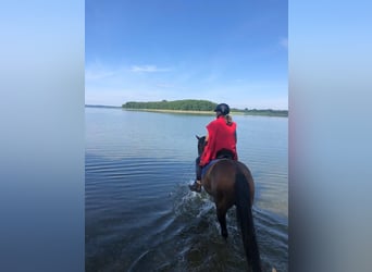 Pintos, Gelding, 10 years, 15,1 hh, Dun