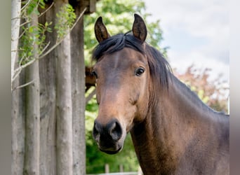 Pintos, Gelding, 10 years, 15,1 hh, Dun