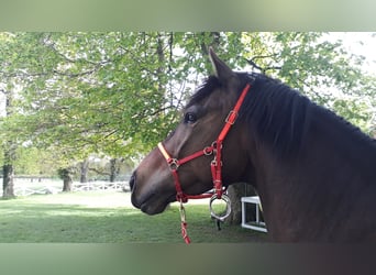 Pintos, Gelding, 10 years, 15,1 hh, Dun