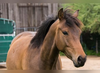 Pintos, Gelding, 10 years, 15,1 hh, Dun