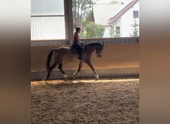 Pintos, Gelding, 10 years, 16,1 hh, Brown