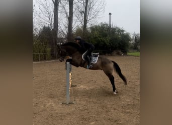 Pintos, Gelding, 10 years, 16,1 hh, Brown