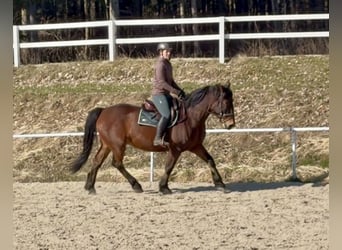 Pintos, Gelding, 11 years, 15.2 hh, Brown