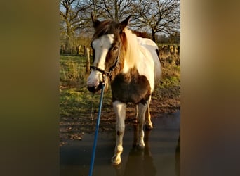 Pintos, Gelding, 11 years, 15,2 hh, Pinto