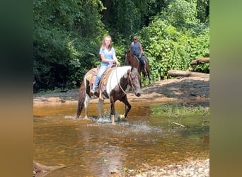 Pintos, Wallach, 11 Jahre, 15 hh, Schecke