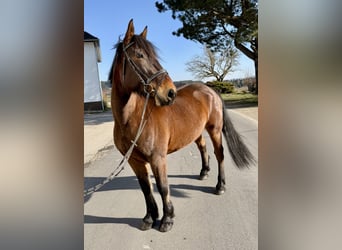 Pintos, Gelding, 11 years, 15,2 hh, Brown