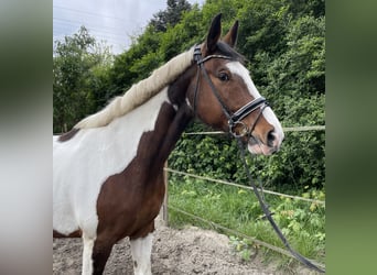 Pintos, Gelding, 11 years, 16.3 hh, Pinto