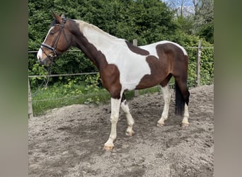 Pintos, Gelding, 11 years, 16.3 hh, Pinto