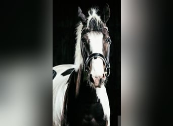 Pintos, Gelding, 11 years, 16 hh, Pinto