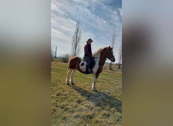 Pintos Mix, Gelding, 12 years, 14.1 hh, Pinto
