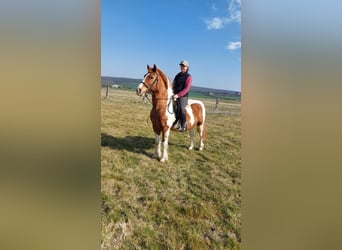 Pintos Mix, Gelding, 12 years, 14.1 hh, Pinto