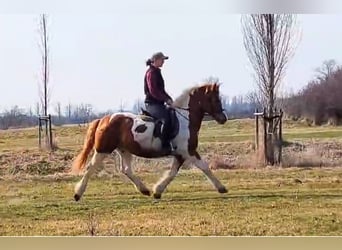 Pintos Mix, Gelding, 12 years, 14.1 hh, Pinto