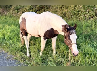 Pintos Mix, Gelding, 13 years, 15.2 hh, Pinto