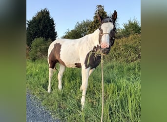 Pintos Mix, Gelding, 13 years, 15.2 hh, Pinto