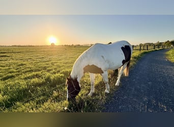 Pintos Mix, Gelding, 13 years, 15.2 hh, Pinto