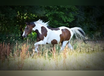 Pintos Mix, Gelding, 13 years, 15.2 hh, Pinto