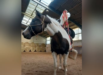 Pintos Mix, Gelding, 13 years, 15,2 hh, Pinto