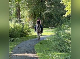 Pintos, Wallach, 14 Jahre, 14 hh