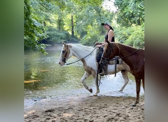 Pintos, Wallach, 14 Jahre, 14 hh