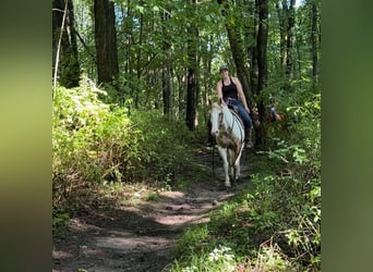 Pintos, Gelding, 14 years, 14 hh