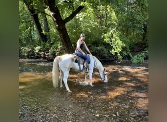 Pintos, Gelding, 14 years, 14 hh