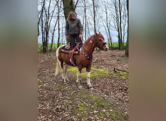 Pintos, Gelding, 14 years, 15.1 hh, Pinto