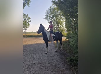 Pintos, Gelding, 14 years, 15,2 hh, Pinto