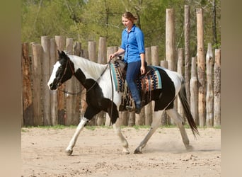 Pintos, Gelding, 14 years, 15.2 hh, Pinto