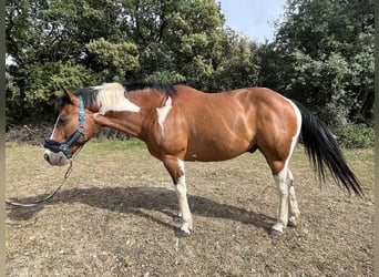 Pintos, Gelding, 14 years, 15 hh, Pinto