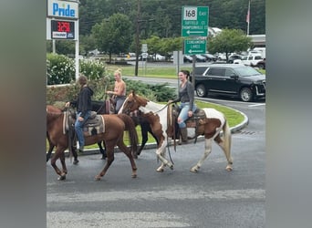 Pintos, Gelding, 14 years, 15 hh, Pinto