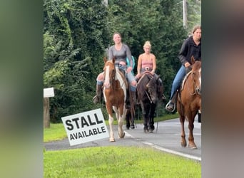 Pintos, Wallach, 14 Jahre, 15 hh, Schecke