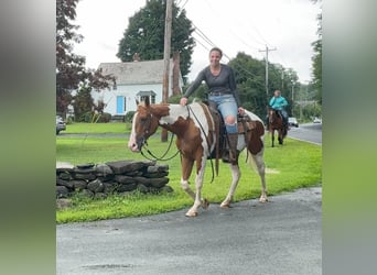 Pintos, Gelding, 14 years, 15 hh, Pinto