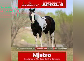 Pintos, Gelding, 14 years, 15,2 hh, Pinto