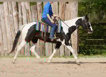 Pintos, Gelding, 14 years, 15,2 hh, Pinto