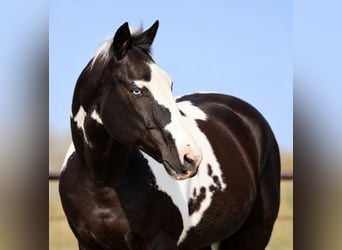 Pintos, Gelding, 14 years, Pinto
