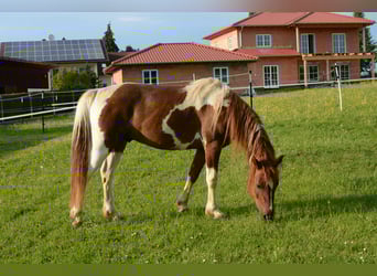 Pintos Mix, Gelding, 15 years, 13.2 hh, Tobiano-all-colors